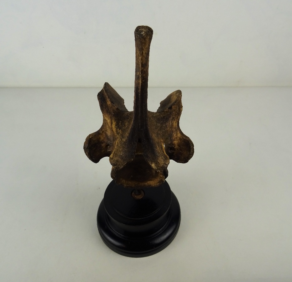 Giraffe Vertebra